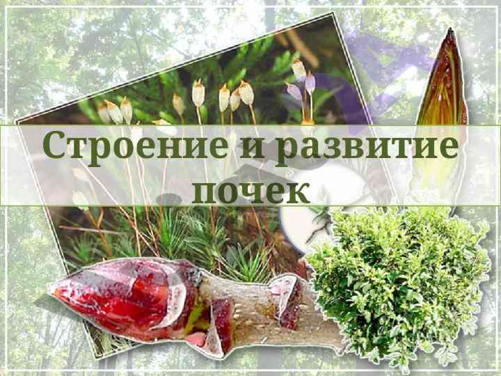Строение и развитие почек