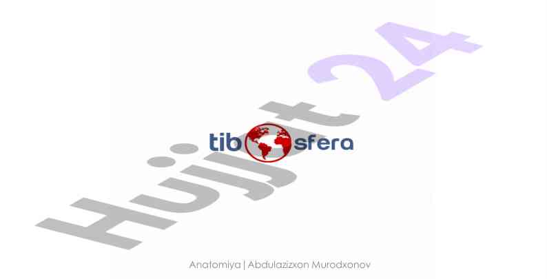 Oyoq muskullari va topografiyasi
