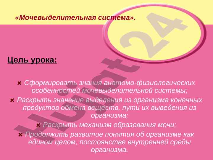 Мочевыделительная система урока описание анатомии