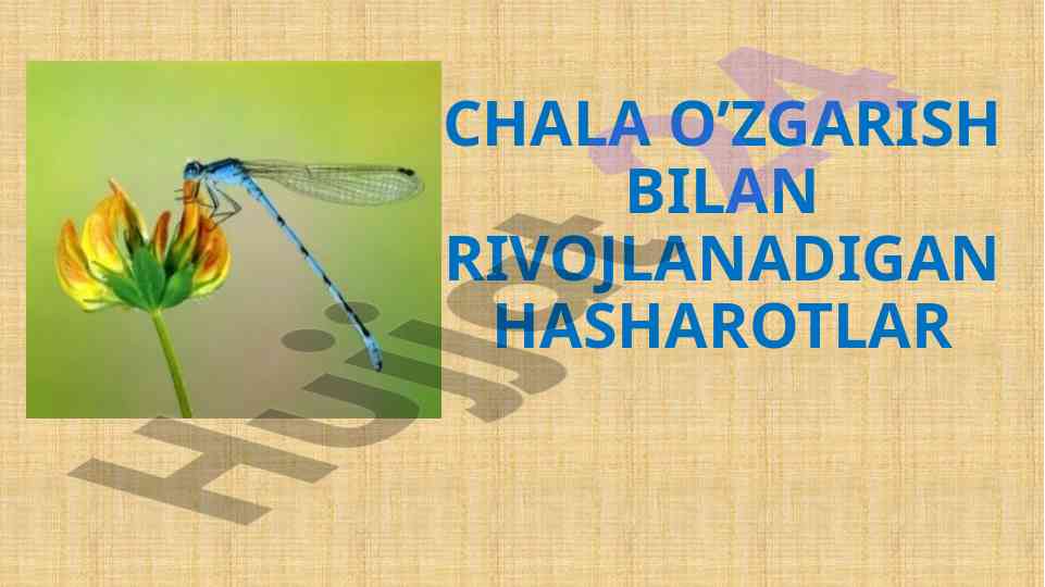 Chala o'zgarish bilan rivojlanadigan hasharotlar