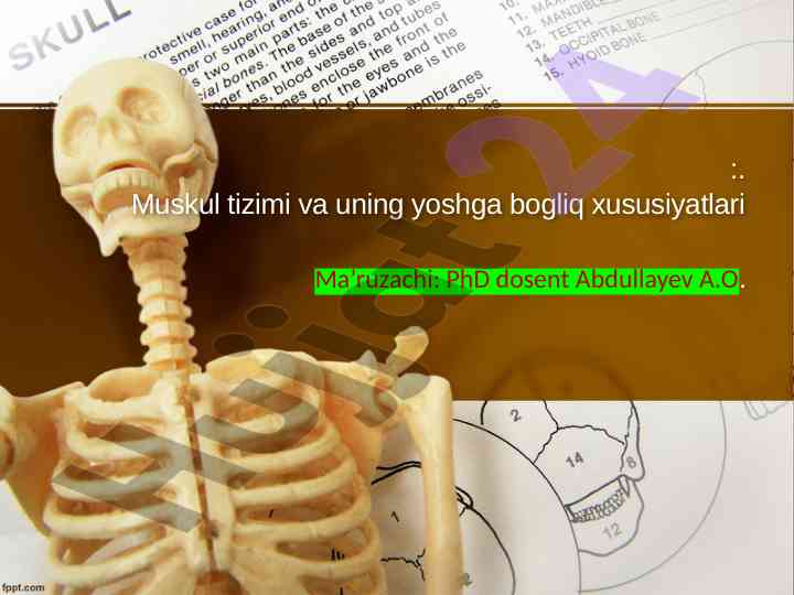 Muskul tizimi va yoshga bogliq xususiyatlari