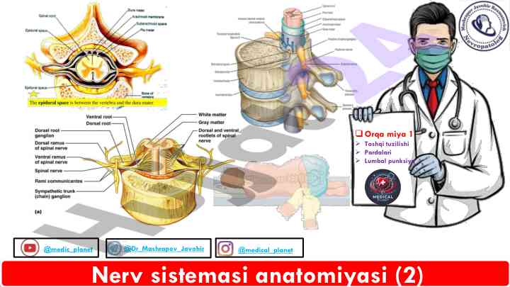 Nerv sistemasi anatomiyasi tushunchalari