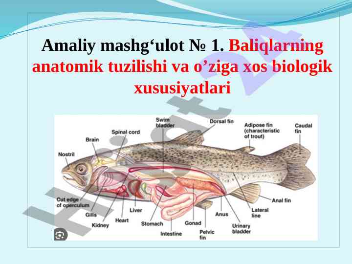 Baliqlarning anatomik tuzilishi va biologik xususiyatlari