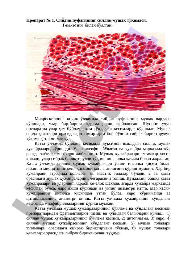 Сийдик пуфагининг силлиқ мушак тўқимаси тадқиқоти