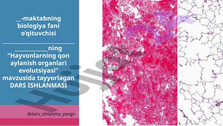 Hayvonlarning qon aylanish organlari evolutsiyasi