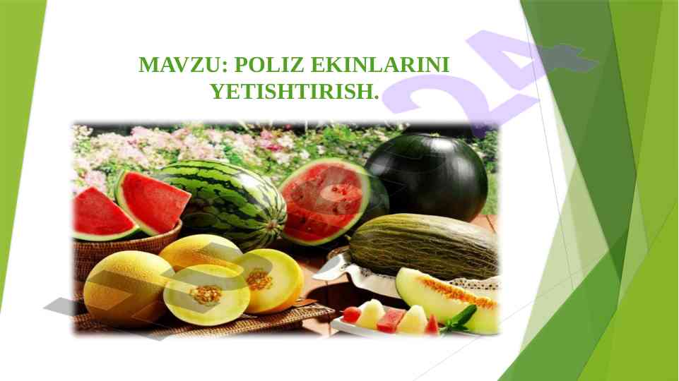 Poliz ekinlarining yetishtirish sirlari