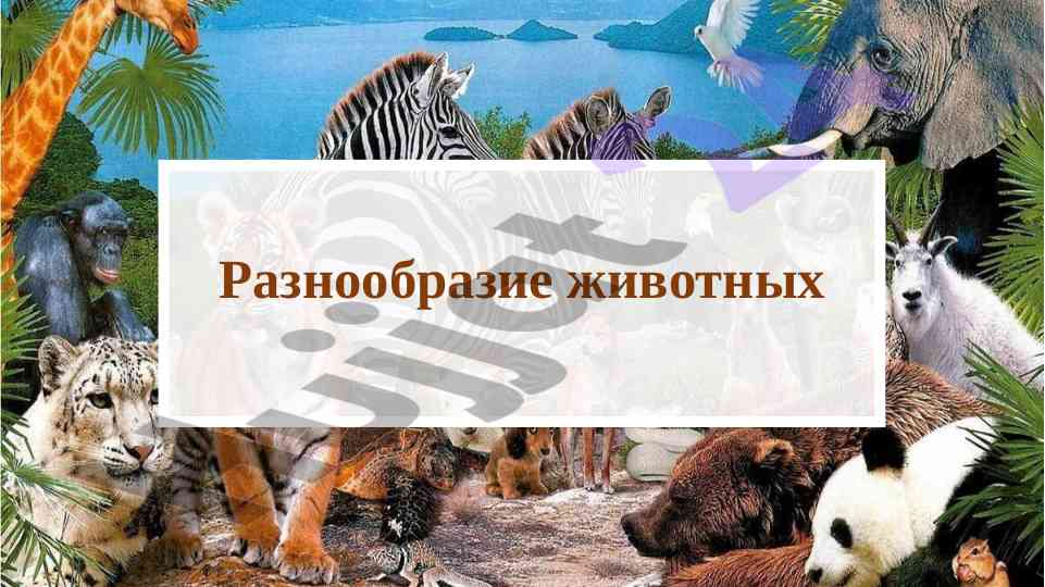Raznoobrazije zhivotnykh ikh rol' v prirode
