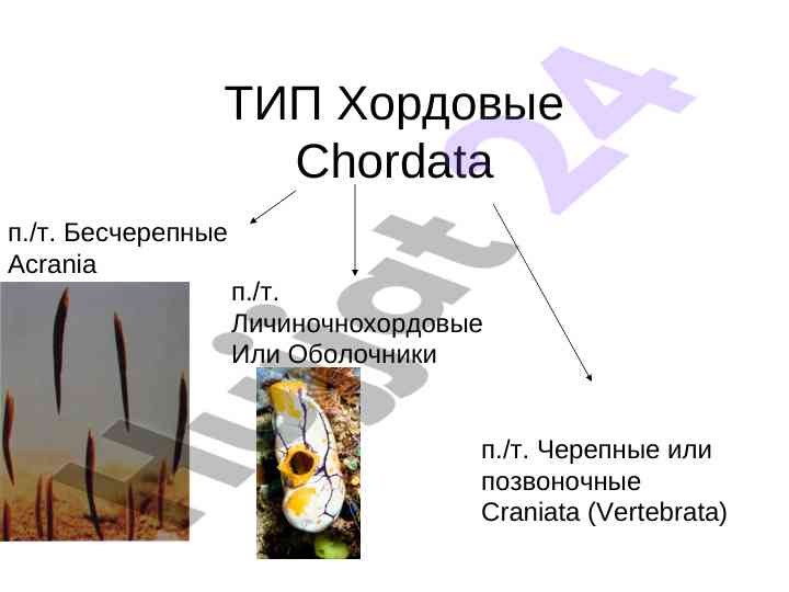 Studiya o‘tkazilishi chordata turlari haqida