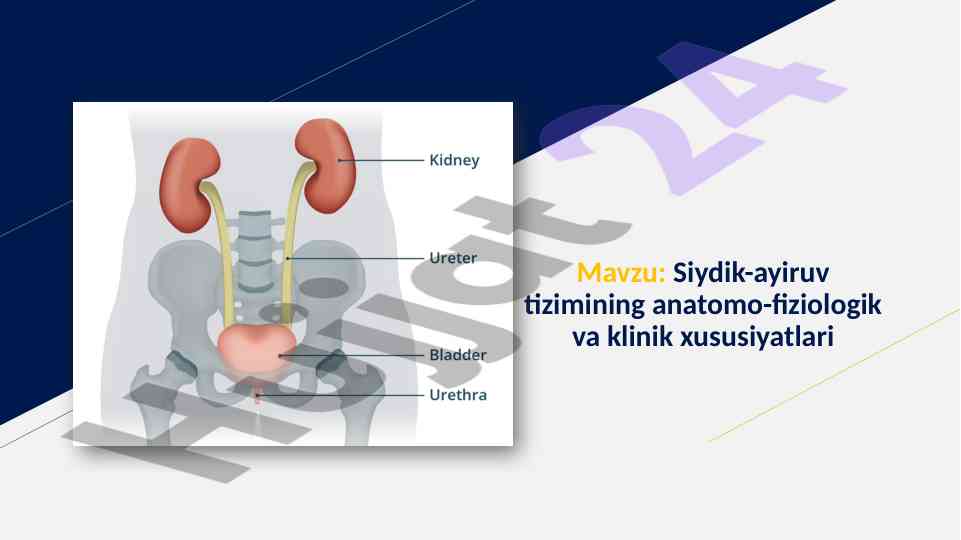 Siydik-ayiruv tizimining anatomo-fiziologik xususiyatlari