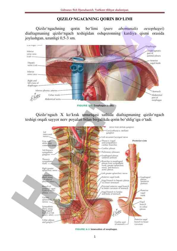 Qizilo‘ngachning qorin bo‘limi: anatomik tavsif