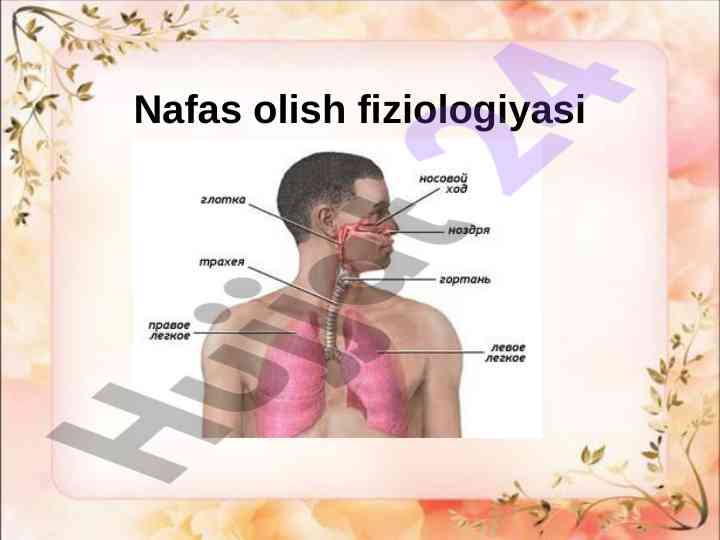 Nafas olish fiziologiyasi asoslari tajribalari