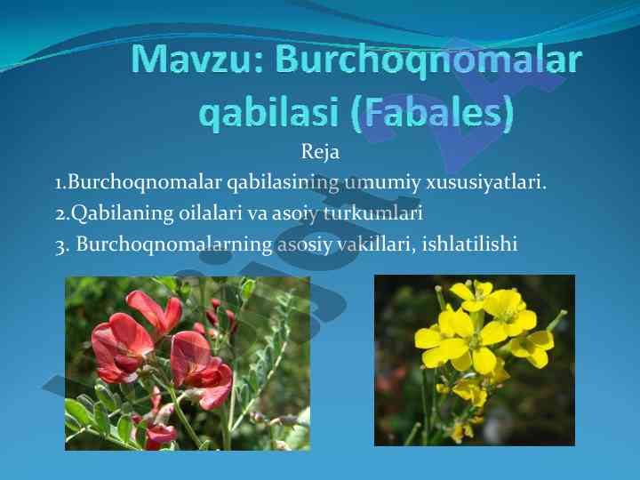 Burchoqnomalar qabilasining umumiy xususiyatlari