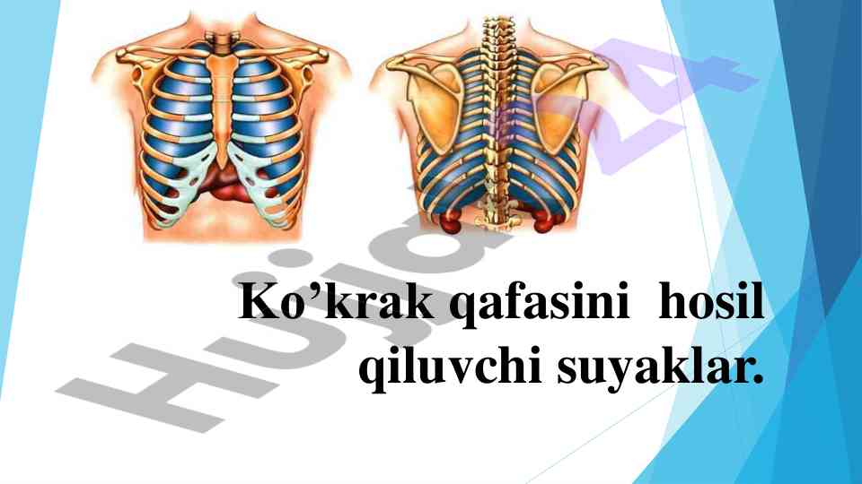 Ko'krak qafasini hosil qiluvchi suyaklar tahlili