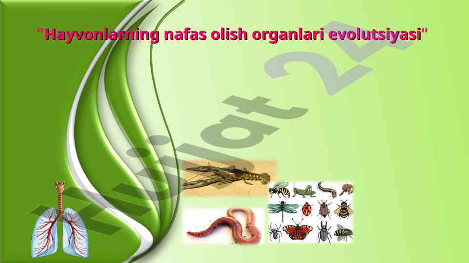Hayvonlarning nafas olish organlari evolutsiyasi