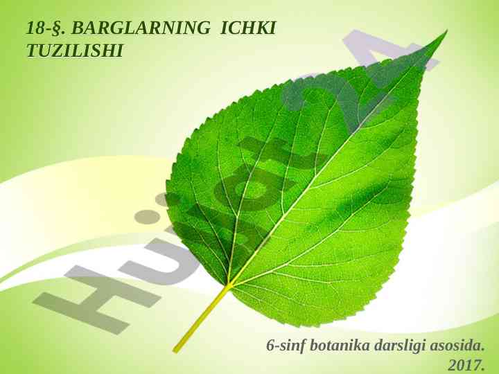 Barglarning ichki tuzilishi 6-sinf botanika darsligi