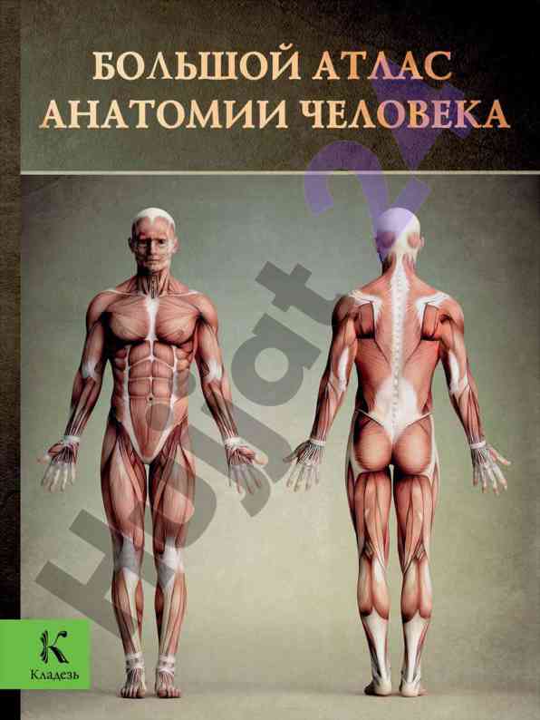 Bolshoy atlas anatomii cheloveka