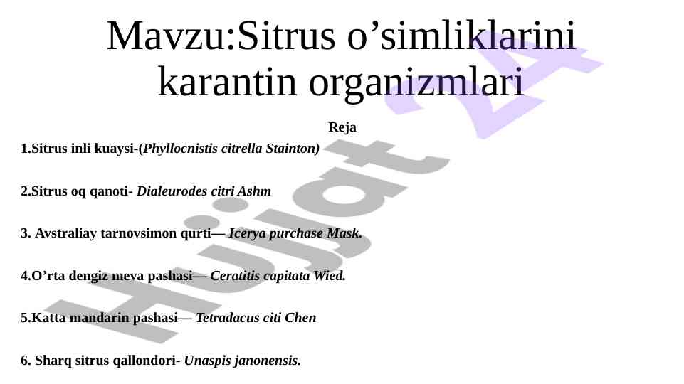 Sitrus o'simliklarini karantin organizmlari tahlili