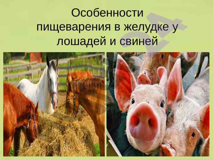 Особенности пищеварения у лошадей и свиней