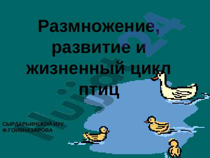 Размножение и жизненный цикл птиц в природе