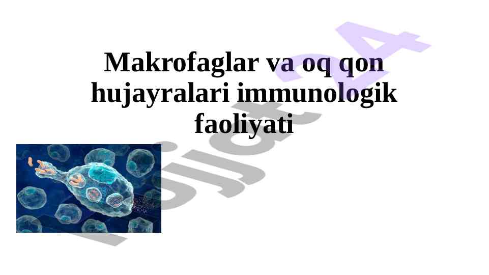 Makrofaglar va oq qon hujayralari faoliyati