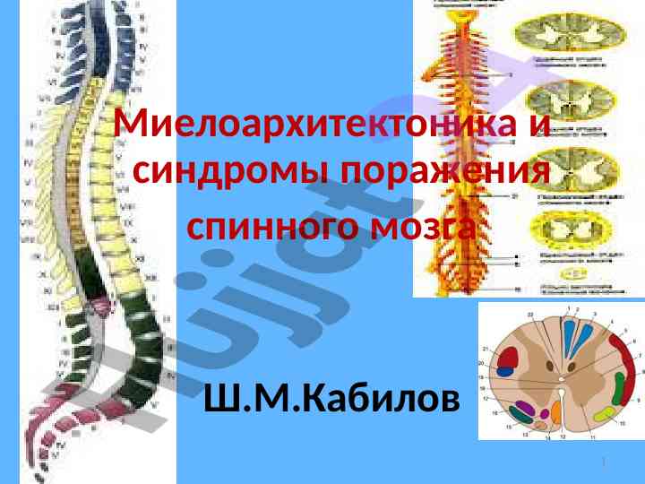 Миелоархитектоника и синдромы поражения спинного мозга