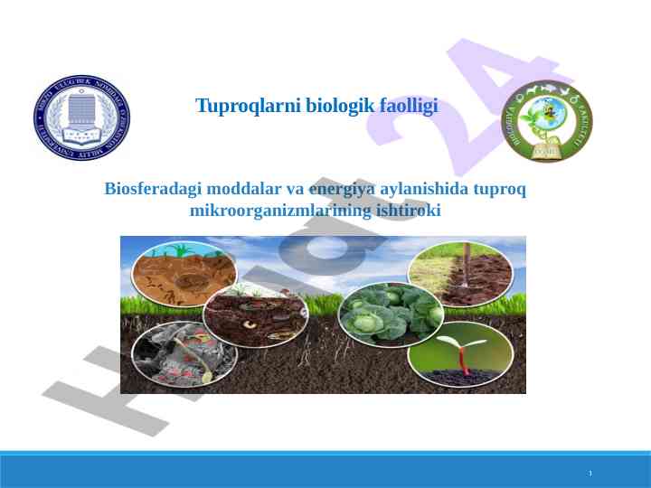 Tuproqlarni biologik faolligi va energiyaning aylanishi