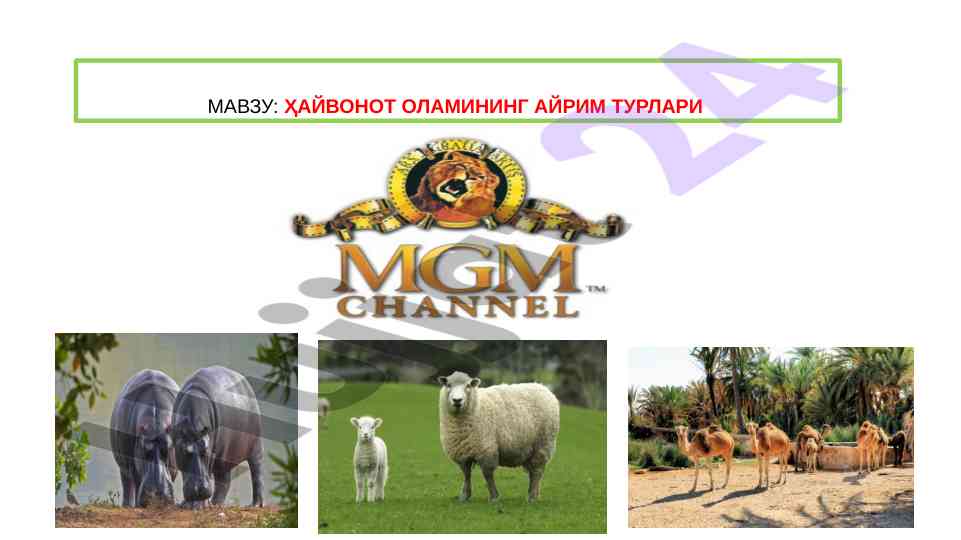 Зоология ҳайвонлар тўғрисидаги илмий тадқиқотлар
