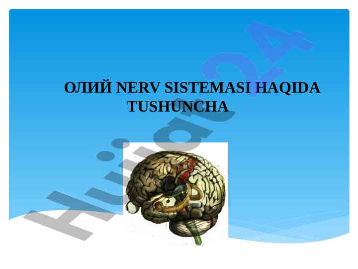 Oliy nerv sistema haqida tushuncha