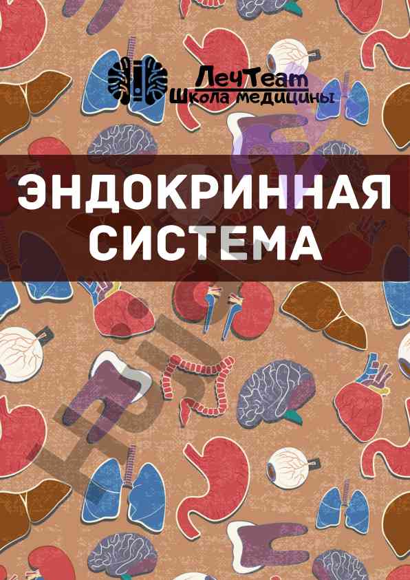 Медицинская анатомия эндокринной системы