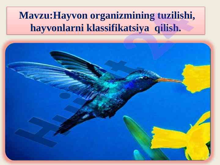 Hayvon organizmidagi tuzilishi va klassifikatsiyasi