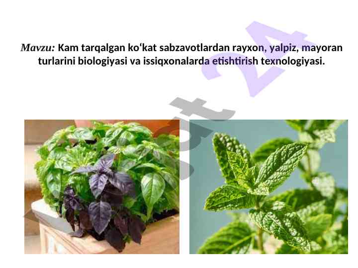 Rayhon va yalpiz biologiyasi va texnologiyasi