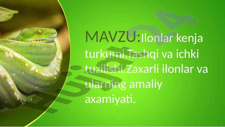 Ilonlar kenja turkumi va zaxarli ilonlar tashqi tuzilishi