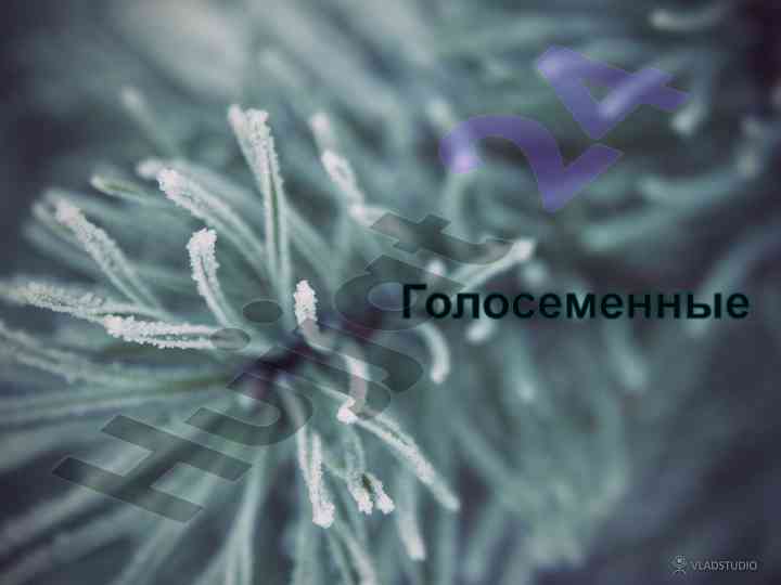 Строение и размножение голосеменных растений