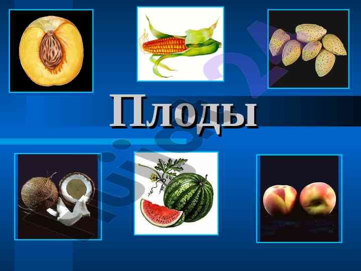 Pлоды строение плода и значение околоплодника