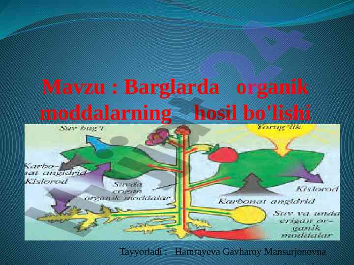 Barglarda organik moddalarning hosil bo'lishi