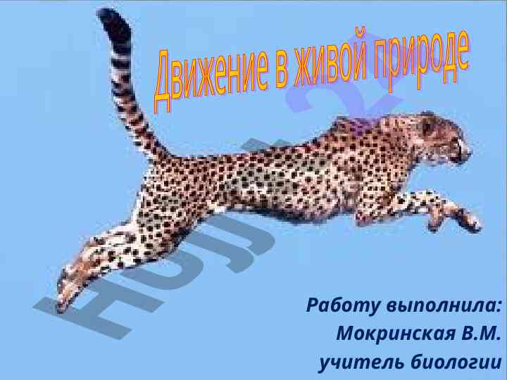 Dvizhenie zhivotnykh i urovnikh organizmov