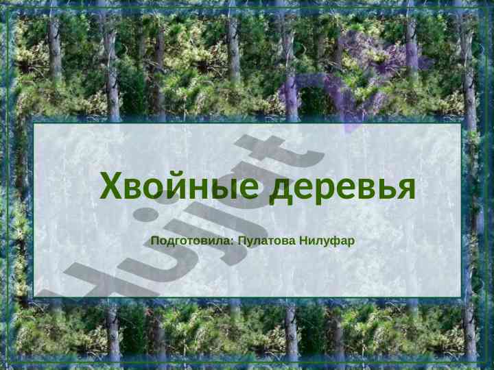 Hvoynye derevya ikh biyologik xususiyatlari
