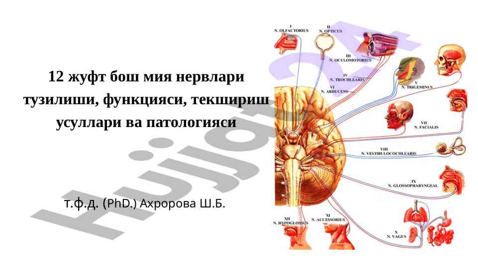 Bosh miyaning hidlov nervlari tahlili va patologiyasi