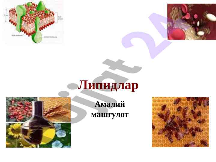 Lipidlar tahlili va klassifikatsiyasi mashg'uloti