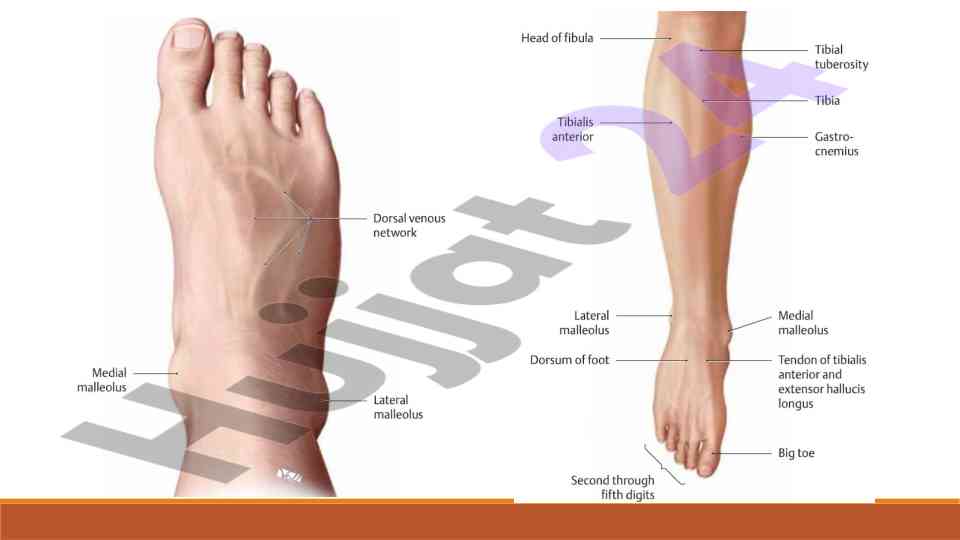 Kemik eklemlerinin anatomisi ve fonksiyonları