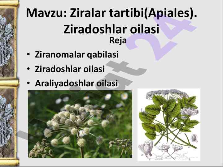 Ziralar tartibi va ziradoshlar oilasi