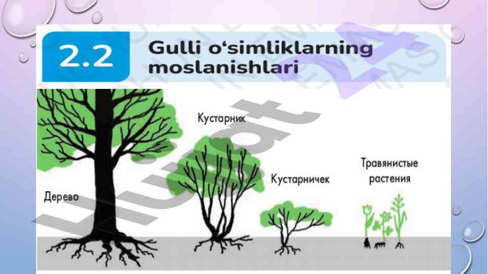 Mavzuni o'qish va vazifalarni bajarish