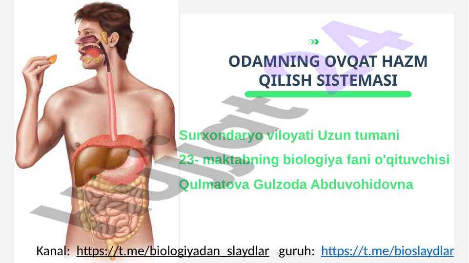 Odamning ovqat hazm qilish tizimi