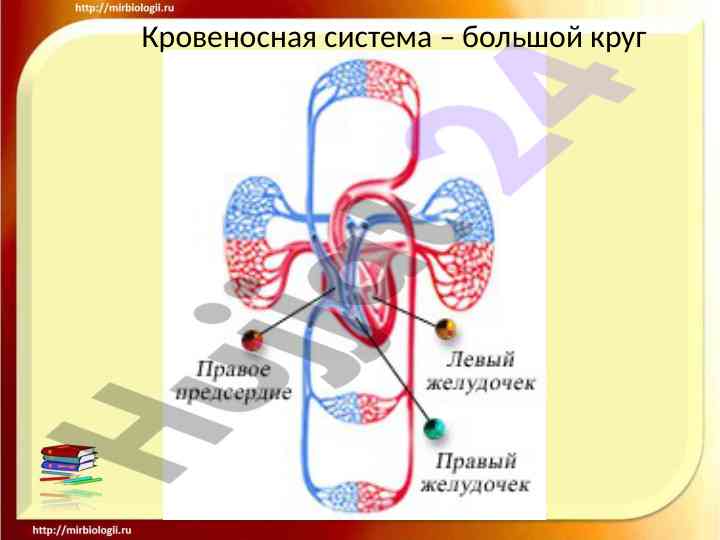 Кровеносная система и её основные элементы