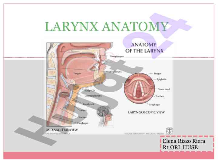 Larynx anatomy overview and skeletal structure