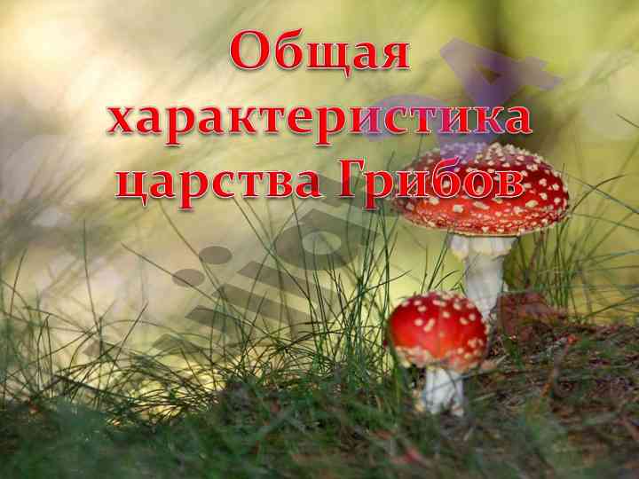 Клеточная стенка и органоиды в базидиомицетах