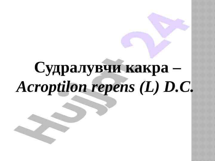 Судралувчи какра – acroptilon repens атласини таҳлил