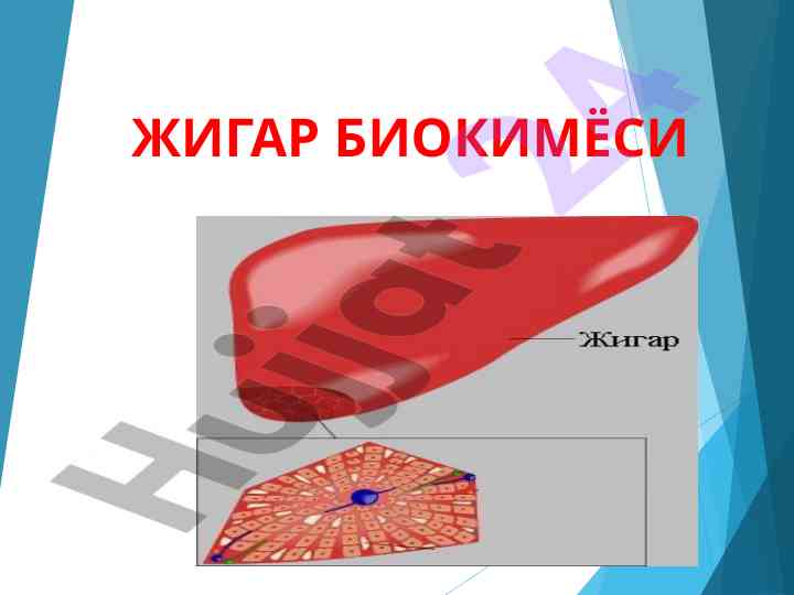 Жигар биоходимёси ва асимиляция жараёнлари