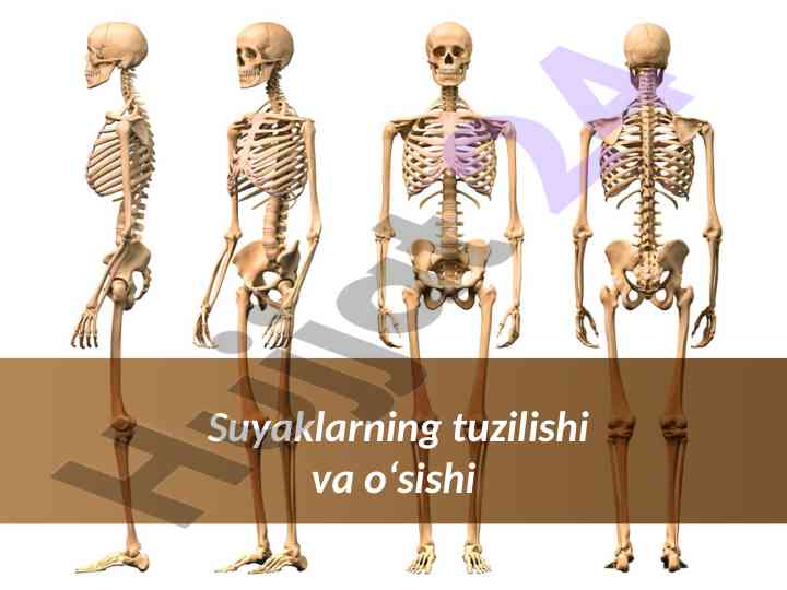 Suyaklarning tuzilishi va o‘sishi haqida ma’lumotlar