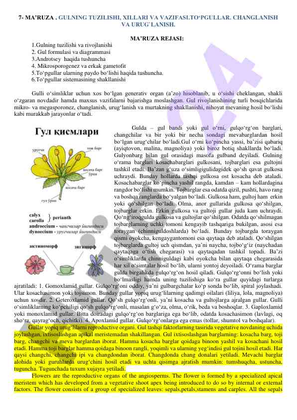 Gul tuzilishi, xillari va vazifalari haqida ma’ruza